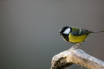 Great tit (Paerus major)