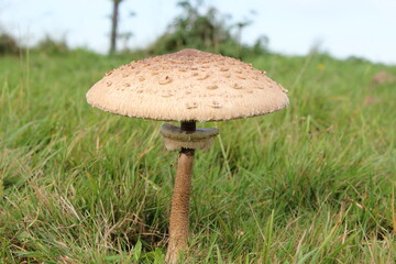 a parasol mushroom in a green grassland in an open forest in autumn closeup