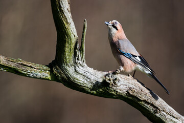 Eurasian Jay (Garrulus glandarius)