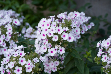 Phlox paniculata in the garden