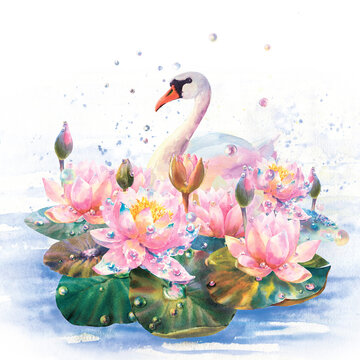 Watercolor painting white swan. Pink Lily flowers on the lake and much dew drops. Pond with birds.