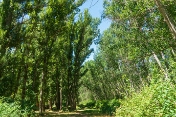 Green poplars in spring in the mountains of Teruel Aragon Spain