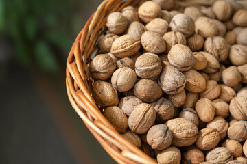 Basket full of organic unshelled walnuts, harvest season. Closeup top view.