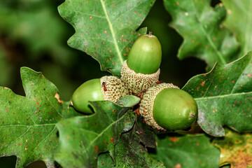 Quercus petraea(binomial name) sessile oak, Cornish oak, Irish Oak or durmast oak on the tree - obrazy, fototapety, plakaty