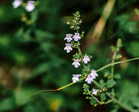 Calamintha nepeta subsp. nepeta (binomial name) flowers