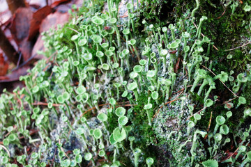 Cladonia fimbriata or the trumpet cup lichen
