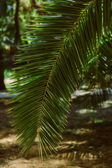 Beautiful palm leaf in a sunlight. Summer background.