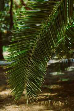 Beautiful palm leaf in a sunlight. Summer background. © Inna