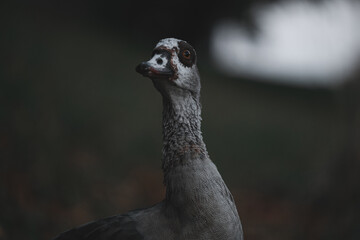 Portrait of Beautiful funny nile goose
