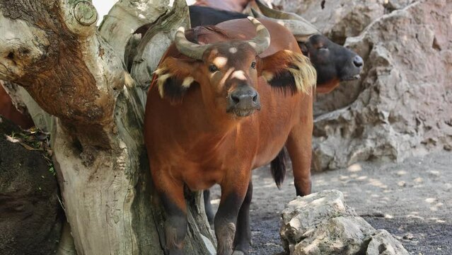 The African Forest Buffalo, Syncerus Caffer Nanus, also known as the Dwarf Buffalo or the Congo Buffalo
