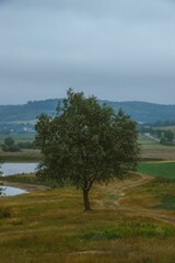 Vertical high-angle of an olive tree standing alone near the pond, cloudy gloomy sky background