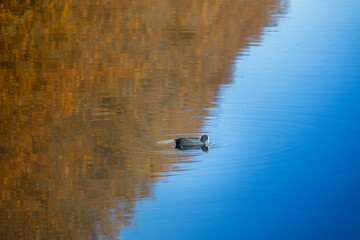 Beautiful funny Coot swimming in pond