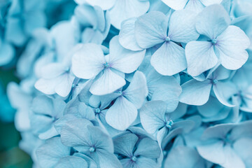 Macro photo of hydrangea flower. Details of blue petals. Beautiful colorful blue texture of...