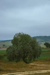 Cercles muraux Olivier Vertical high-angle of an olive tree standing alone near the pond, cloudy gloomy sky background
