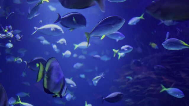 Various types of Fish Swimming inside a Big Blue Aquarium Tank