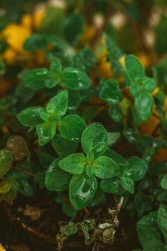 Vertical closeup of oregano in a pot with blurred background