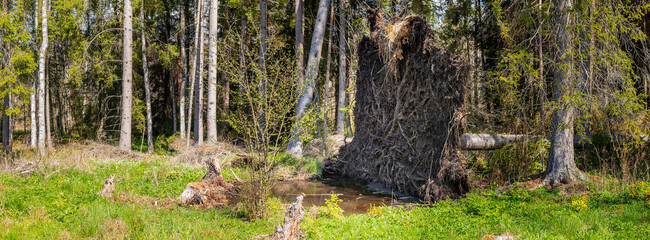 uprooted tree - the roots of an fallen spruce tree in a forest clearing