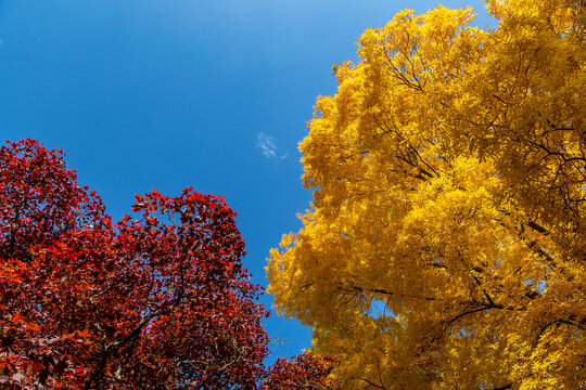 Autumn colour of a maple tree and bitternut hickory tree, against a bright blue sky
