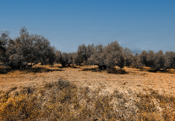 Olive trees in Andalusia