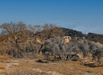 Olive trees in Andalusia