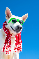 funny christmas dog with sunglasses and christmas hat on isolated background