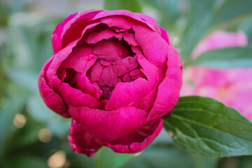 Pink buds of peonies flower on natural green background. Blooming lush peonies for design. Paeonia suffruticosa
