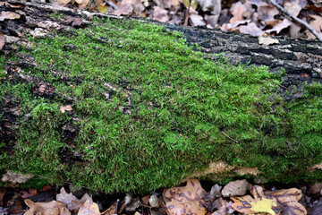 Obraz premium moss on an old fallen tree, closeup as a texture for background