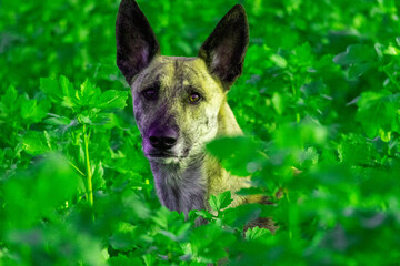 german shepherd dog