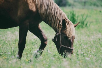 Selective shot of a domestic horse (Equus ferus caballus) grazing in the green fields.