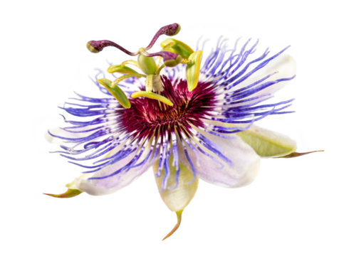 Passiflora (passion flower) isolated on white background. Big beautiful flower macro