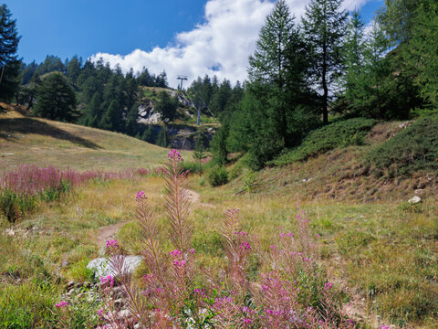 Alpine Pink Flowers Willowherb and a view of a Valley and a Meadow on a Sunny Summer Day in the Mountain Range of the Italian Alps