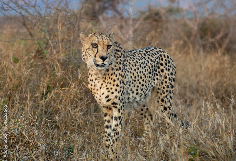 Canvas Prints cheetah in the bush in south africa