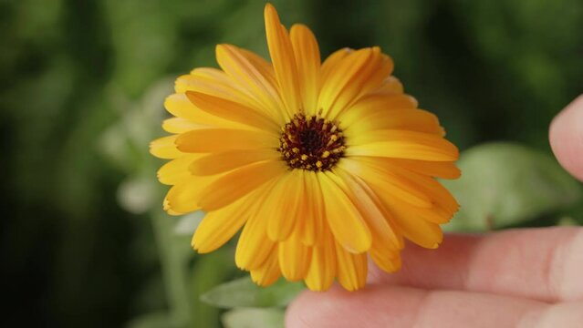 Woman hand touching gently calendula flower outdoors. Calendula officinalis medical plant. Natural cosmetics. 4K UHD