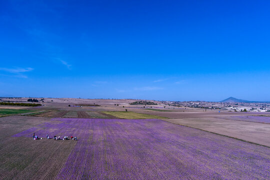 Farmers also harvest crocus in the field