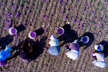 Farmers also harvest crocus in the field
