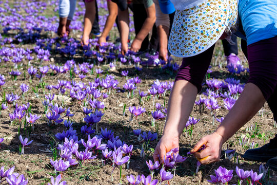 Workers harvesting crocus in a saffron field at autumn