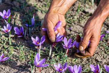 Farmers pick the blooming crocus flowers