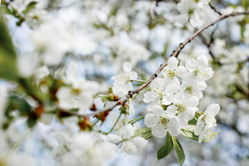 Obraz premium White blossom on the tree blooming in the early spring, backgroung blured. High quality photo