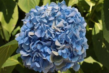 Blue hydrangea flower among green leaves, close-up
