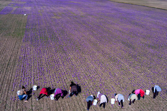 Farmers also harvest crocus in the field