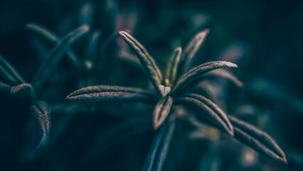 A simple natural concept. The plant was photographed from a macro position. Nature background....