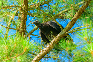 black vulture on branch in pine tree in Delmarva