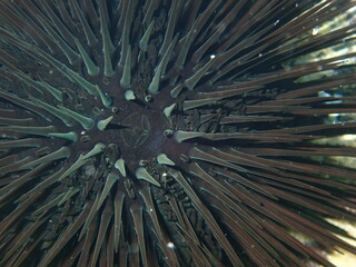 Black sea urchin (Arbacia lixula) extreme close-up undersea, Aegean Sea, Greece, Halkidiki