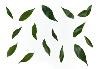 Fototapeta premium Green leaves isolated on white. 
