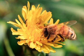 Fotobehang A bee collects nectar from a dandelion flower close-up. © Константин Чернышов