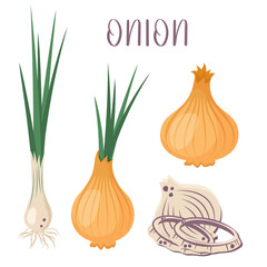 Set of white and green onion. Husked, chopped onion. Whole, half and sliced chives. Unpeeled vegetables. Healthy organic food. Natural raw veggie. Vector flat illustration