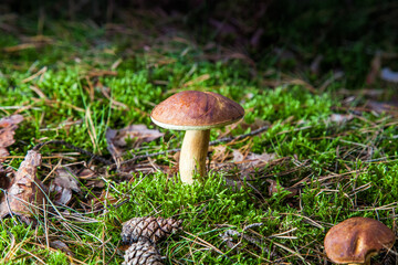 great brown bay bolete - imleria badaia, collecting mushrooms during forest waltk in autumn