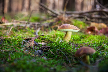 great brown bay bolete - imleria badaia, collecting mushrooms during forest waltk in autumn