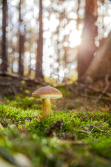 great brown bay bolete - imleria badaia, collecting mushrooms during forest waltk in autumn
