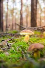 great brown bay bolete - imleria badaia, collecting mushrooms during forest waltk in autumn